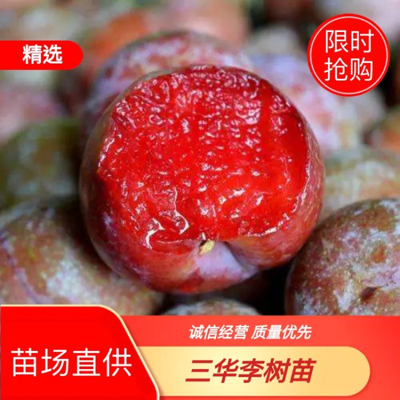出售果树苗,李子树苗、早李子苗、特快李、三月李、嫁接李