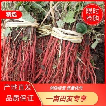 安徽丹参苗，改良丹参苗，成活率高产地直发品质保证
