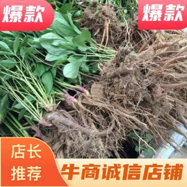 精品赤芍苗，一年苗，两年苗都有产地直发品质保证诚信经营