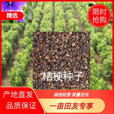 桔梗种子安徽本地纯新种子包种植，包回收品质保证诚信经营