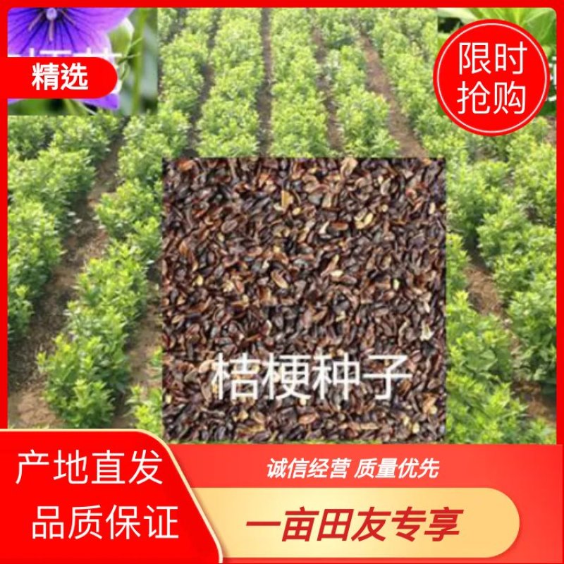 桔梗种子安徽本地纯新种子包种植，包回收品质保证诚信经营