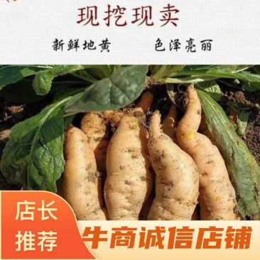 地黄苗安徽品种多产地直发品质保证诚信经营