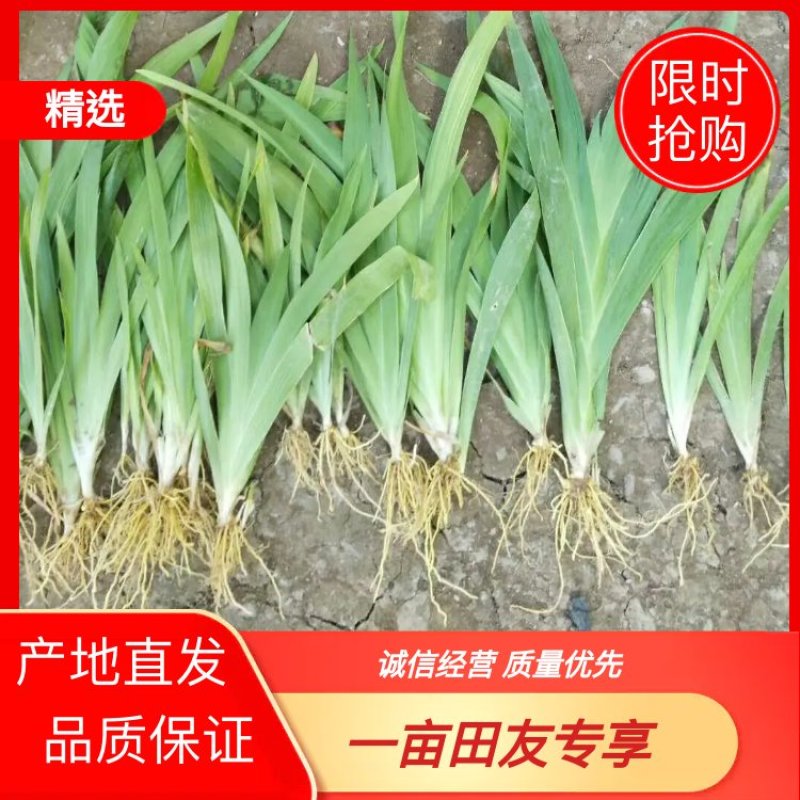 安徽射干苗，大小苗都有，欢迎选购诚信经营品质保证