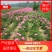 精品白芍芽头，包成活，免费技术指导