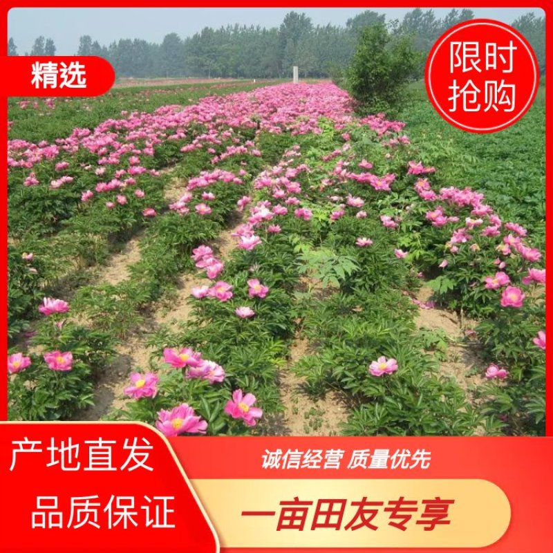 精品白芍芽头，包成活，免费技术指导