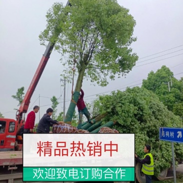 樟树，香樟，樟树10公分12公分，15公分18公分20公