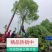 樟树，香樟，樟树10公分12公分，15公分18公分20公