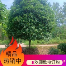 桂花，桂花树，桂花桂10公分，金桂，桂花苗【鸿洋园艺】