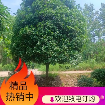 桂花，桂花树，桂花桂10公分，金桂，桂花苗【鸿洋园艺】