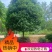 桂花，桂花树，桂花桂10公分，金桂，桂花苗【鸿洋园艺】