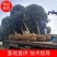 桂花，桂花树，桂花树，桂花10公分，精品桂花【鸿洋园艺】
