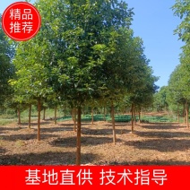 樟树，香樟树，返生香樟树，精品香樟，全冠香樟树，光杆香樟