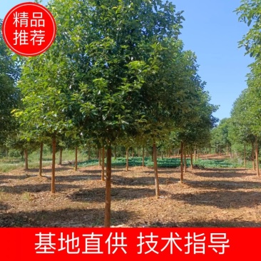 樟树，香樟树，返生香樟树，精品香樟，全冠香樟树，光杆香樟