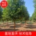 樟树，香樟树，返生香樟树，精品香樟，全冠香樟树，光杆香樟