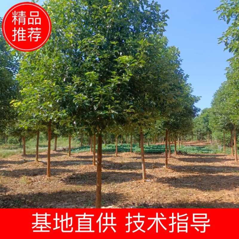 樟树，香樟树，返生香樟树，精品香樟，全冠香樟树，光杆香樟