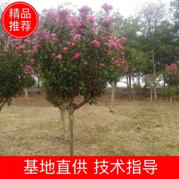 紫薇，红花紫薇树红火箭,速生紫薇10公分基地直发欢迎下单
