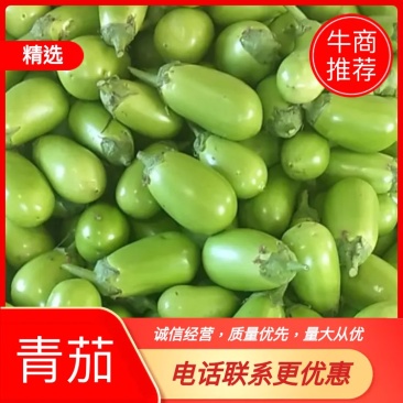 辽宁海城灯泡绿茄子产地直发！大量供应！保质保量！