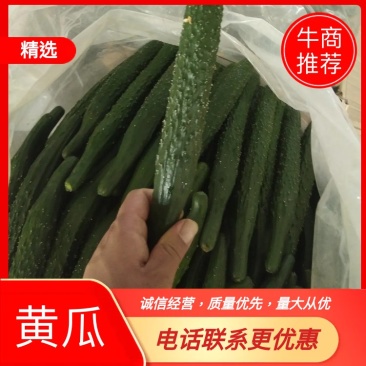 辽宁省海城市精品水黄瓜（亮条瓜）大量上市中，产地直发！