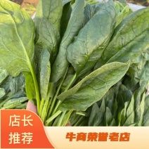 山东菠菜，山东潍坊菠菜产地直供人工包装齐全
