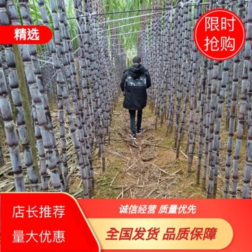 贵州紫皮甘蔗贵州甘蔗甜甘蔗,多汁甘蔗,一手货源