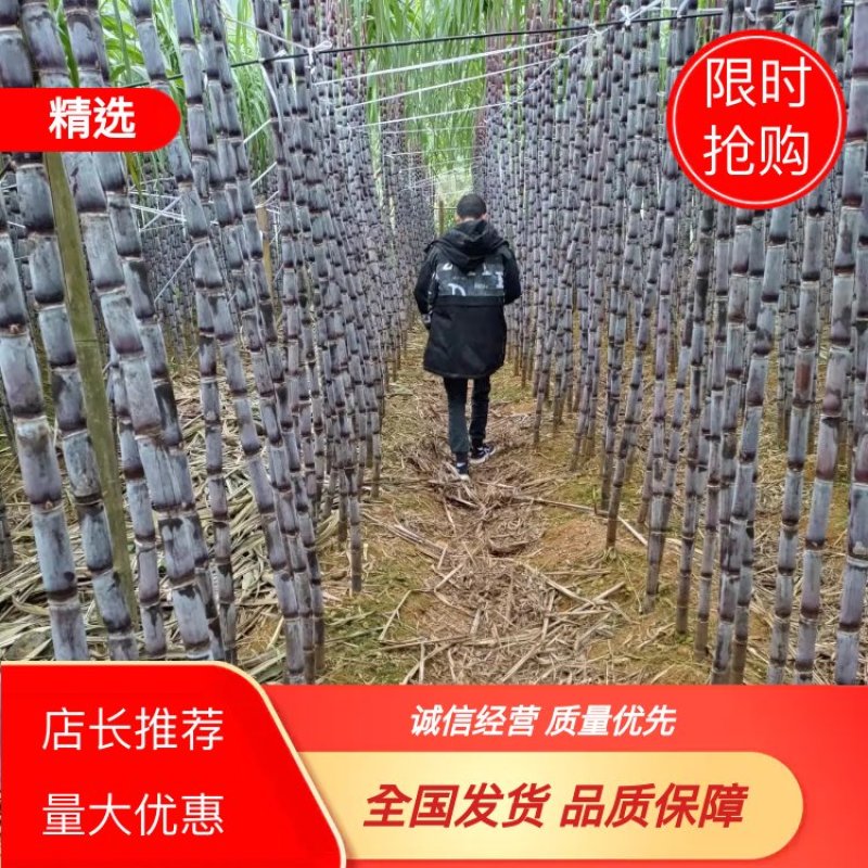 贵州紫皮甘蔗贵州甘蔗甜甘蔗,多汁甘蔗,一手货源