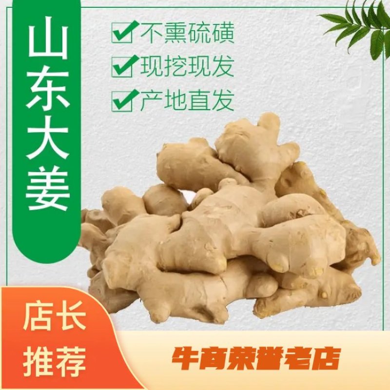 【推荐】姜母山东主产基地主要种植姜为主。代收入库价格实惠