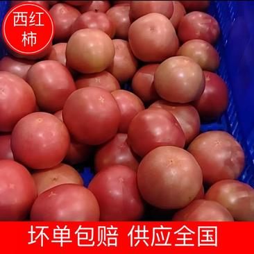 【西红柿】精品硬粉西红柿产地直销皮薄多汁全国发货
