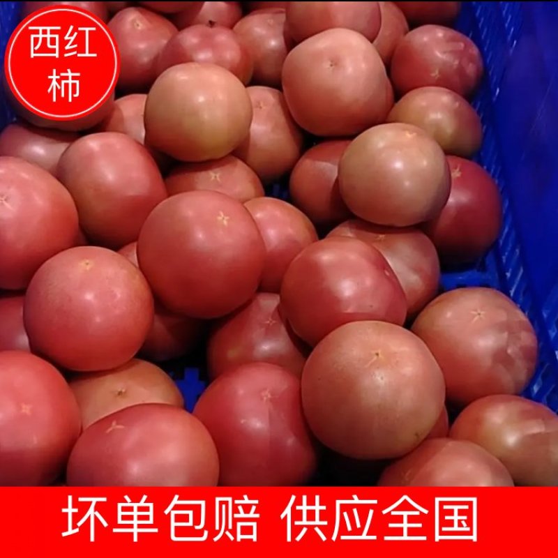 【西红柿】精品硬粉西红柿产地直销皮薄多汁全国发货