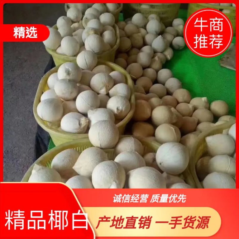 海南文昌椰子批发白光椰产地直销白椰皇椰青天天发货