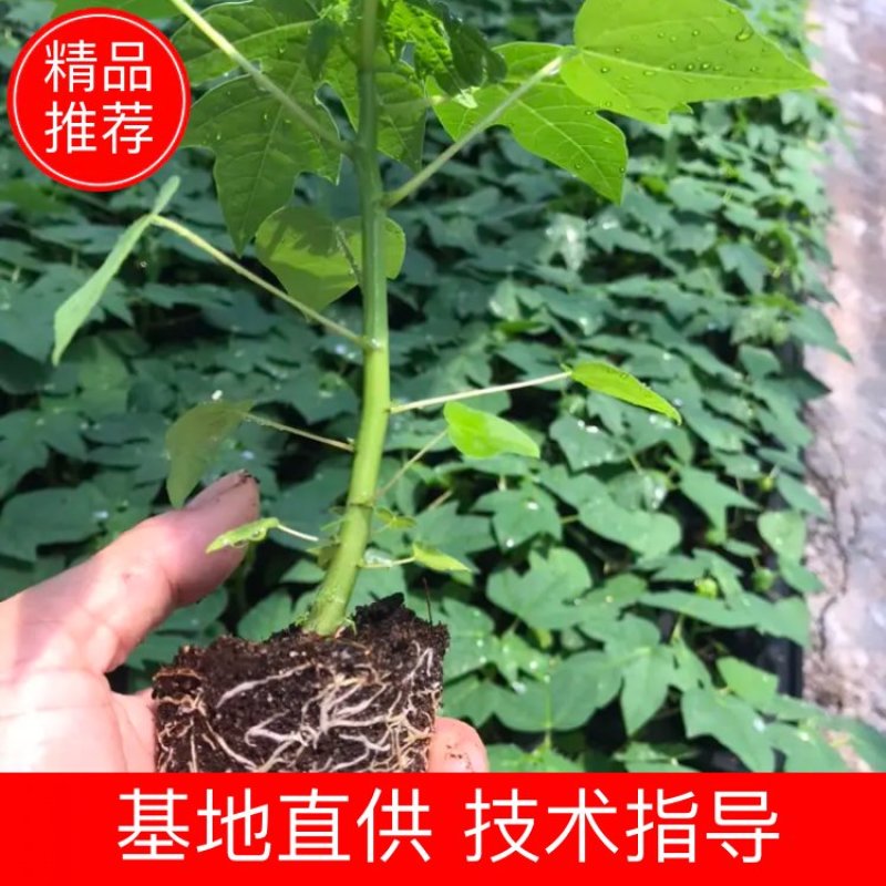 【木瓜苗】水果木瓜组培苗规格8-20厘米优质木瓜种苗