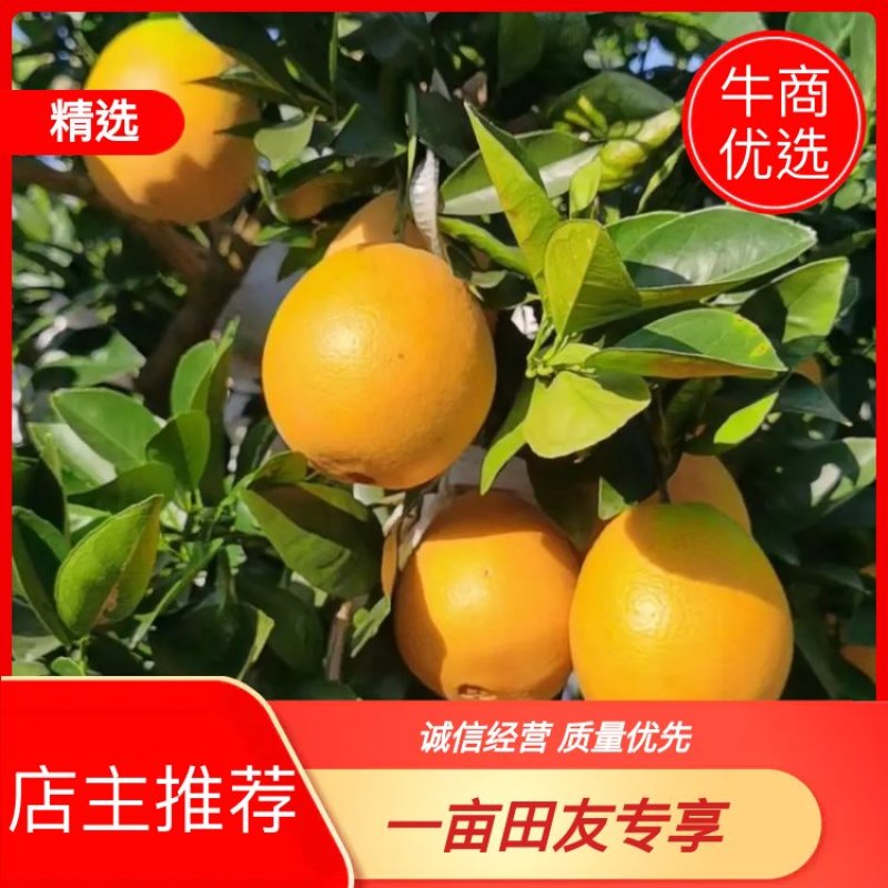 平和县脐橙福建漳州平和绿橙基地现採直发可线上视频看货订购