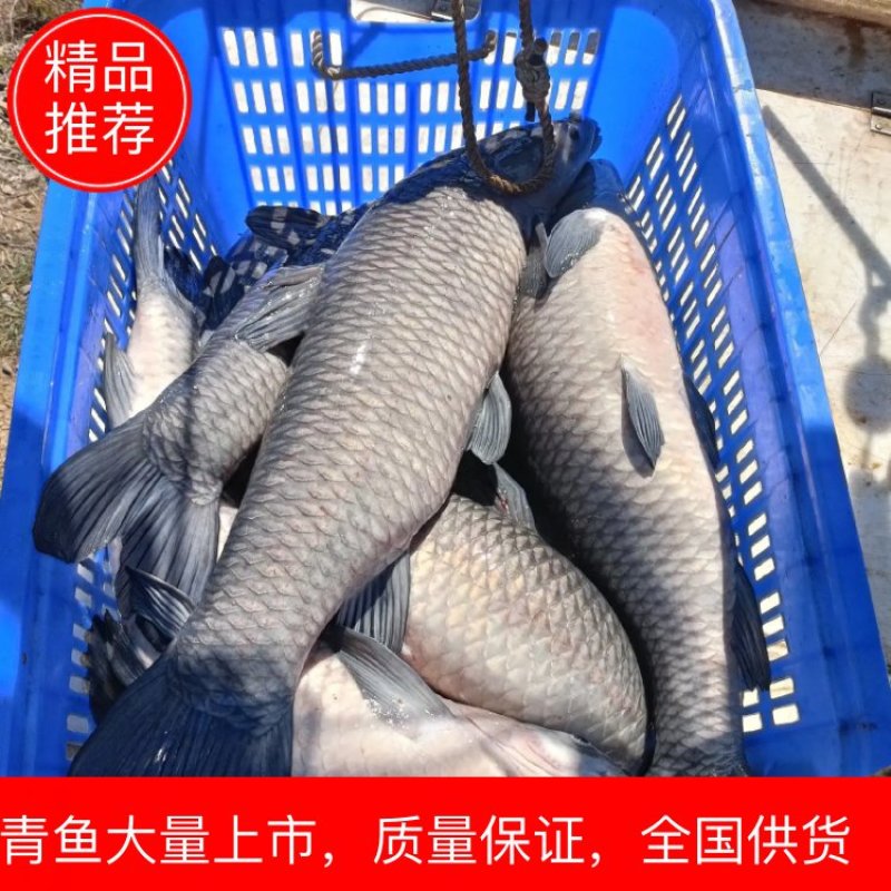 青鱼大量上市，全国供应广东产地直发，规格全品质好