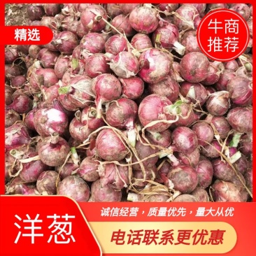 产地直销（红）紫皮80以上洋葱，口感甜，无辣感，快来买吧