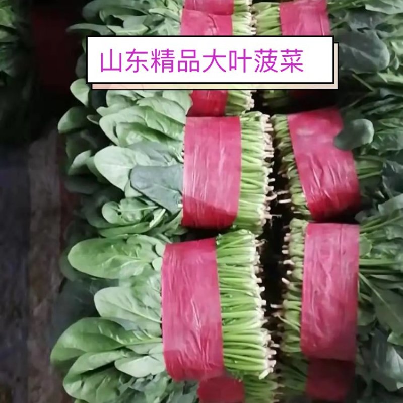 山东精品大叶菠菜，基地直销新鲜采摘一手货源全国供应