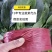 山东精品大叶菠菜，基地直销新鲜采摘一手货源全国供应