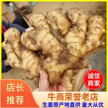 窖藏生姜产地直供（电商）超市加工常年供应