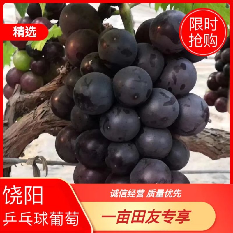 【大棚换季乒乓球葡萄】多肉新鲜当季现摘大量供应