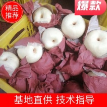 酥梨，个大皮薄，色靚核小，品相好，价格优欢迎各界客商