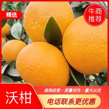 产地直供精品沃柑果面漂亮口感纯甜货源充足欢迎老板下单联系