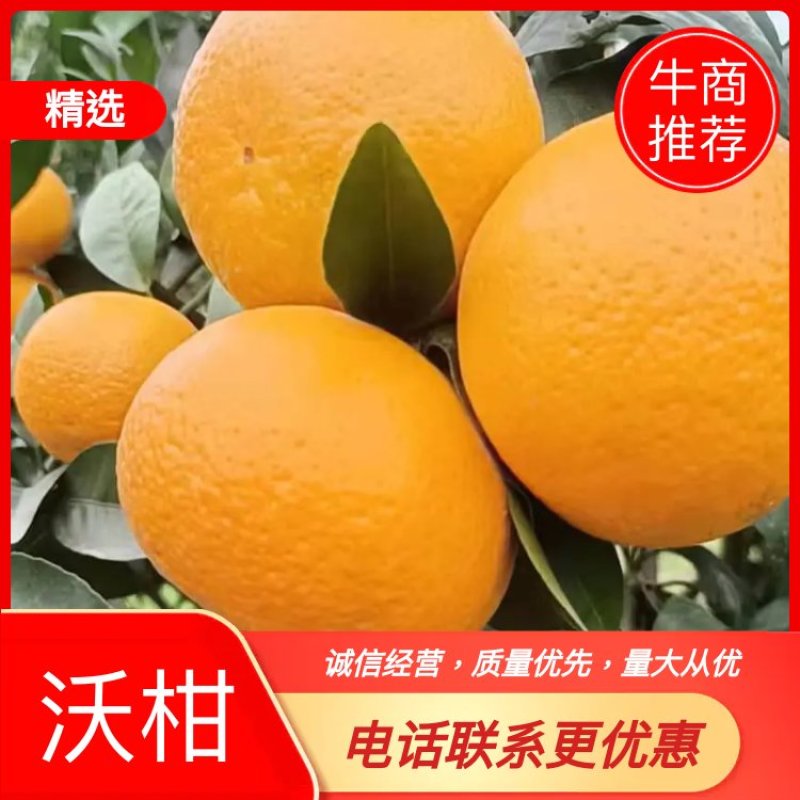 产地直供精品沃柑果面漂亮口感纯甜货源充足欢迎老板下单联系