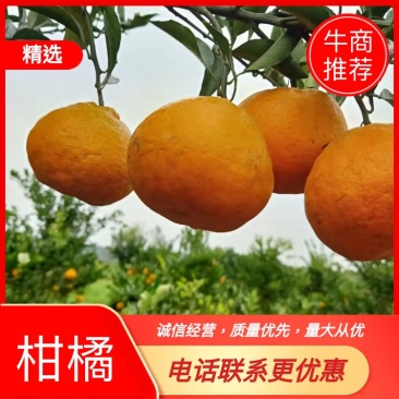 本地优质耙耙口感好果型好柑货源足一手货源欢迎老板提前预订