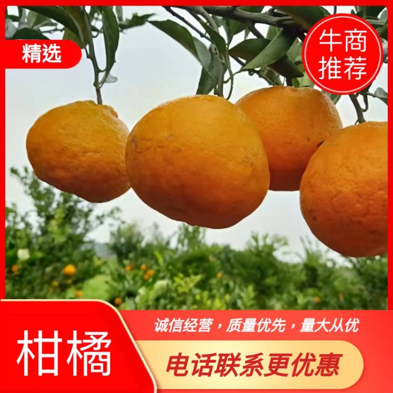 本地优质耙耙口感好果型好柑货源足一手货源欢迎老板提前预订