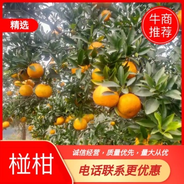 大量优质本地椪柑出售口感好果面好一手货源欢迎老板下单联系