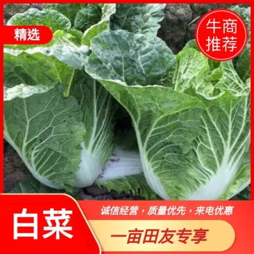 四川精品黄心白菜，大量供货，无烧心，无麻点，货源充足。
