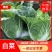 四川精品黄心白菜，大量供货，无烧心，无麻点，货源充足。