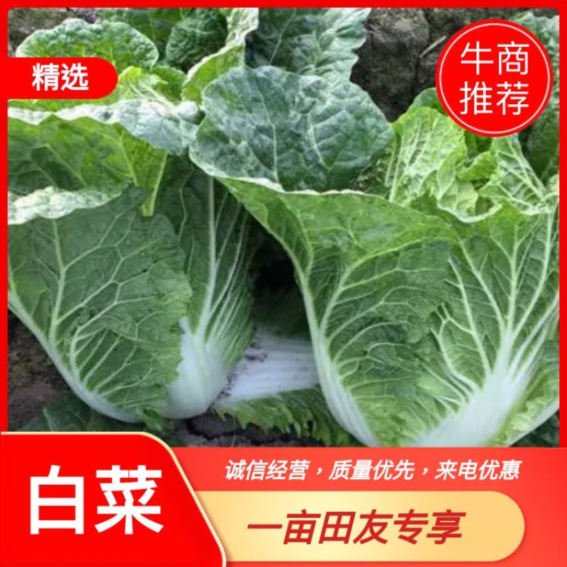 四川精品黄心白菜，大量供货，无烧心，无麻点，货源充足。