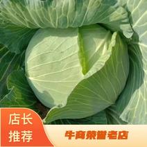 精品【扁包菜】产地直发一手货源品质有保证欢迎订购