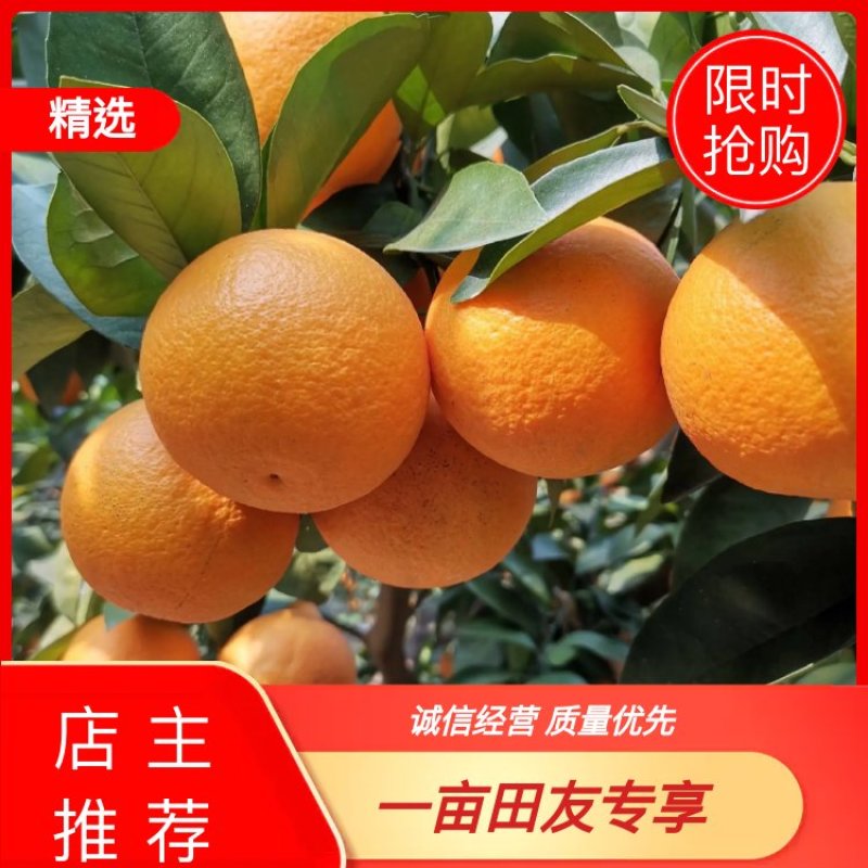 红江橙成熟期已到，皮色亮丽，爽甜可口，是一个美味的果品。