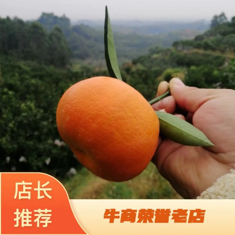 【精品】玫瑰香柑（寿柑）又称巴西柑果型好看味道甜，
