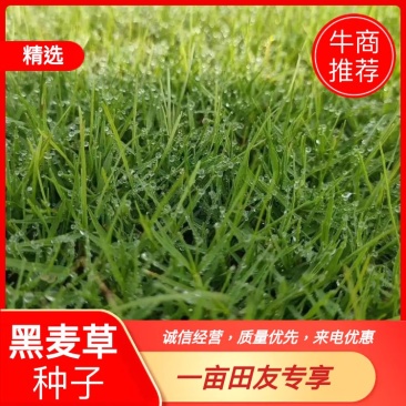 进口黑麦草种子，护坡，草坪绿化，种子现货批发，可开发票
